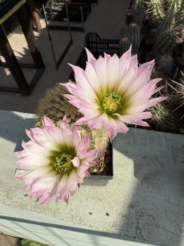 Echinocereus grandis